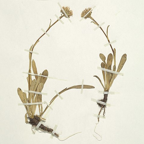 Symphyotrichum glabrifolium unspecified picture