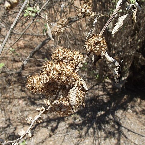 Ambrosia chenopodiifolia unspecified picture