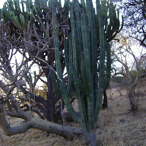 Stenocereus montanus unspecified picture