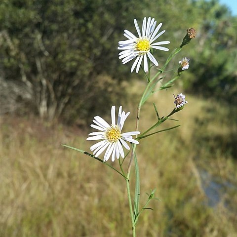 Symphyotrichum simmondsii unspecified picture