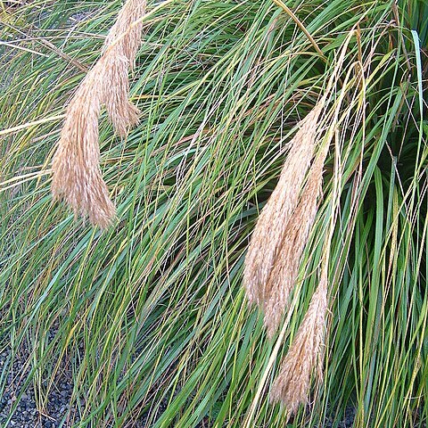 Chionochloa flavicans unspecified picture