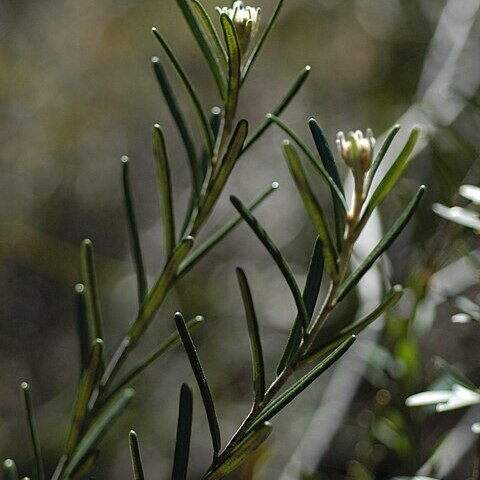 Astrotricha unspecified picture