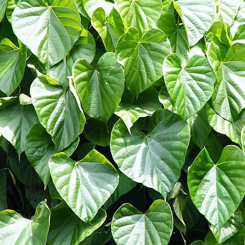 Tinospora unspecified picture
