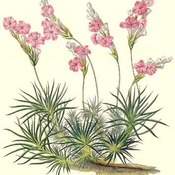 Acantholimon unspecified picture