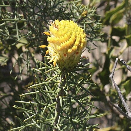 Petrophile drummondii unspecified picture