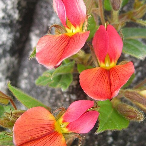Rhynchosia unspecified picture