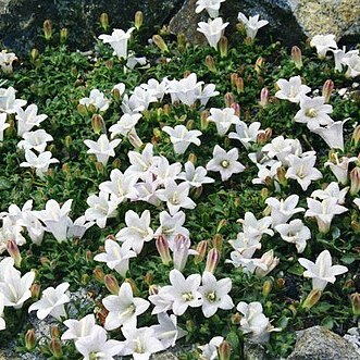 Campanula calamenthifolia unspecified picture