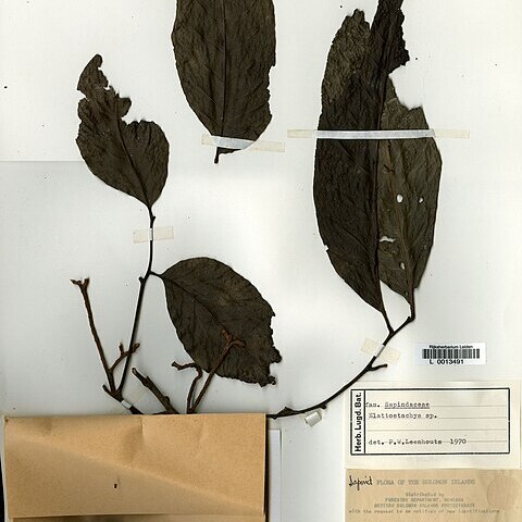 Elattostachys solomonensis unspecified picture