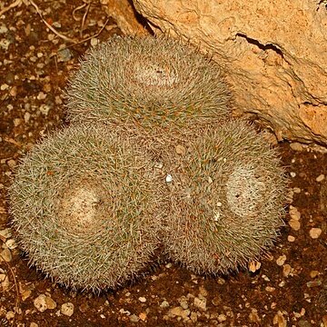 Mammillaria morganiana unspecified picture