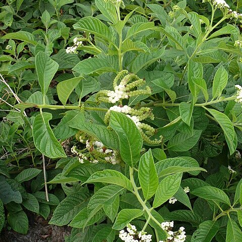 Tournefortia pubescens unspecified picture