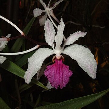 Holcoglossum kimballianum unspecified picture
