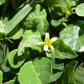 Calyptocarpus unspecified picture