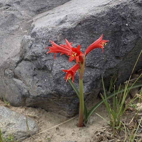 Rhodophiala unspecified picture