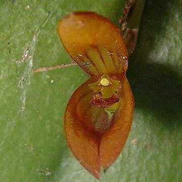 Acianthera serrulatipetala unspecified picture
