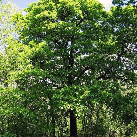 Sorbus torminalis unspecified picture