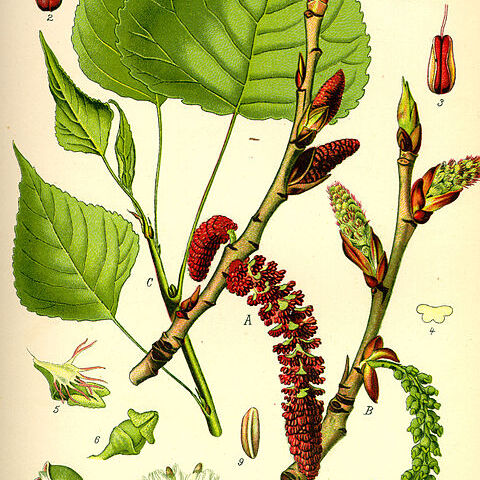 Populus unspecified picture