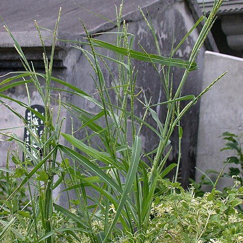 Rottboellia cochinchinensis unspecified picture