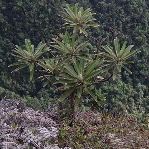 Libanothamnus unspecified picture