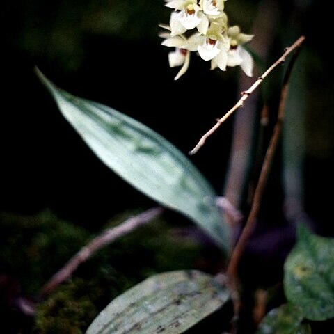 Koellensteinia carraoensis unspecified picture