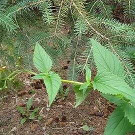 Scrophularia lanceolata unspecified picture