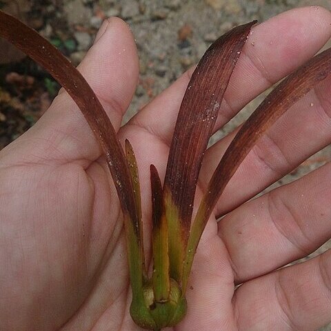Dryobalanops lanceolata unspecified picture