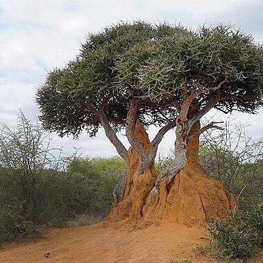 Boscia foetida unspecified picture