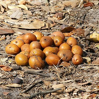 Parinari curatellifolia unspecified picture