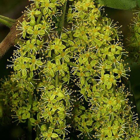 Lannea schweinfurthii var. tomentosa unspecified picture