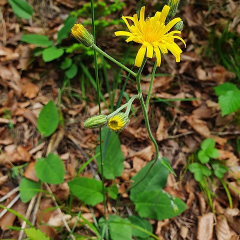 Hieracium hypochoeroides unspecified picture