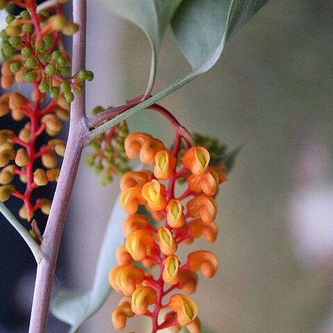 Grevillea wickhamii unspecified picture