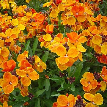 Erysimum cheiri unspecified picture