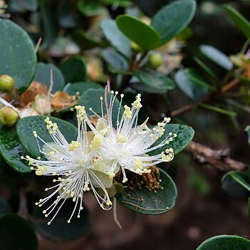 Myrcianthes ferreyrae unspecified picture