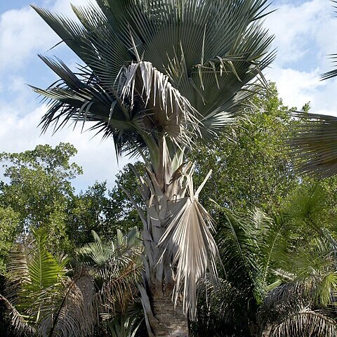 Copernicia fallaensis unspecified picture