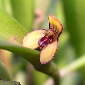 Acianthera wageneriana unspecified picture