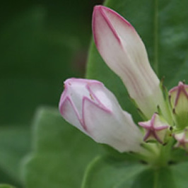Spigelia gentianoides unspecified picture