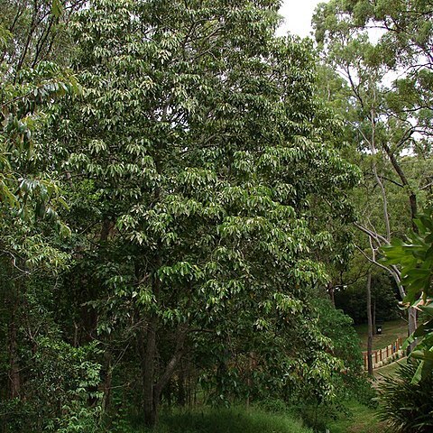 Aleurites rockinghamensis unspecified picture