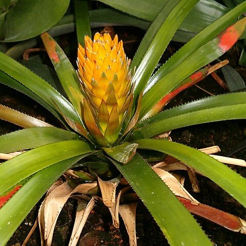 Aechmea biflora unspecified picture