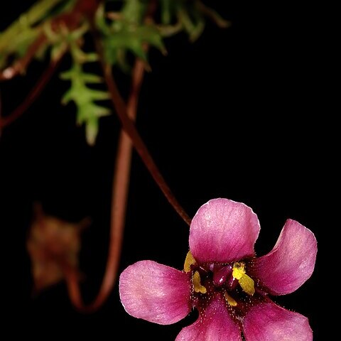 Diascia elongata unspecified picture