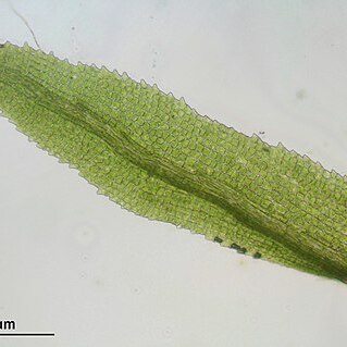 Rhabdoweisia unspecified picture
