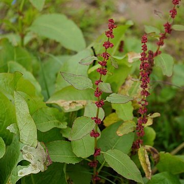 Rumex nepalensis unspecified picture