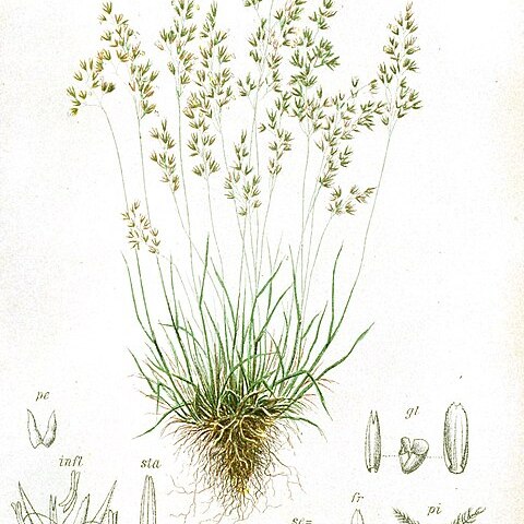 Agrostis alpina unspecified picture