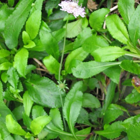 Scabiosa nitens unspecified picture