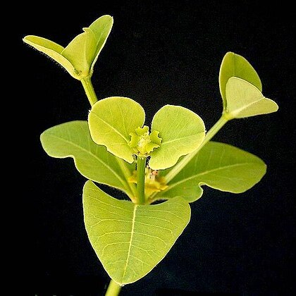 Euphorbia transvaalensis unspecified picture