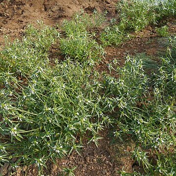 Leucas lavandulifolia unspecified picture