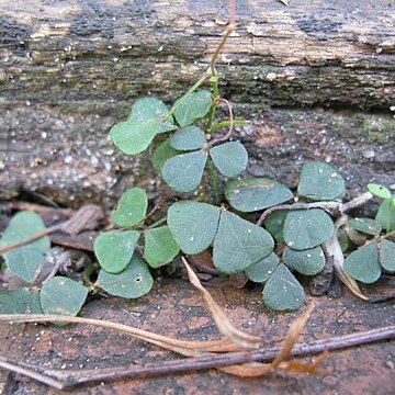Desmodium gunnii unspecified picture