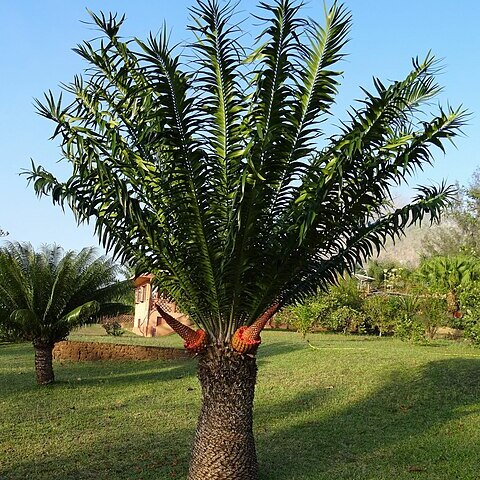 Encephalartos gratus unspecified picture