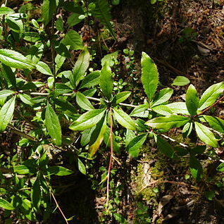 Berberis francisci-ferdinandi unspecified picture