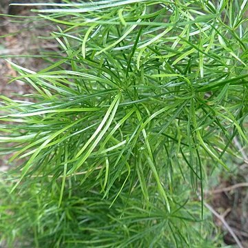 Asparagus angusticladus unspecified picture