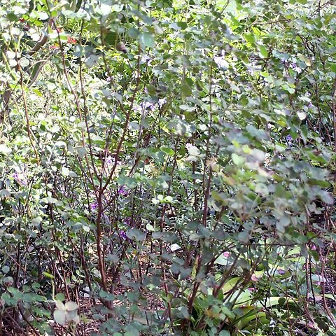 Mimosa martindelcampoi unspecified picture