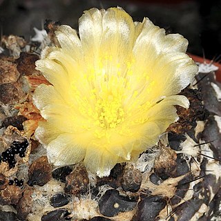 Copiapoa humilis subsp. tenuissima unspecified picture